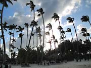 Pláž Grand Palladium Bávaro - palmy ve větru
