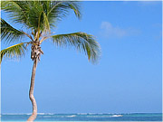 Palma u moře - Hotel Natura Park, Dominikánská republika