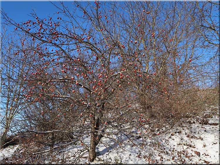 Zima zaskočila i pěstitele jablek