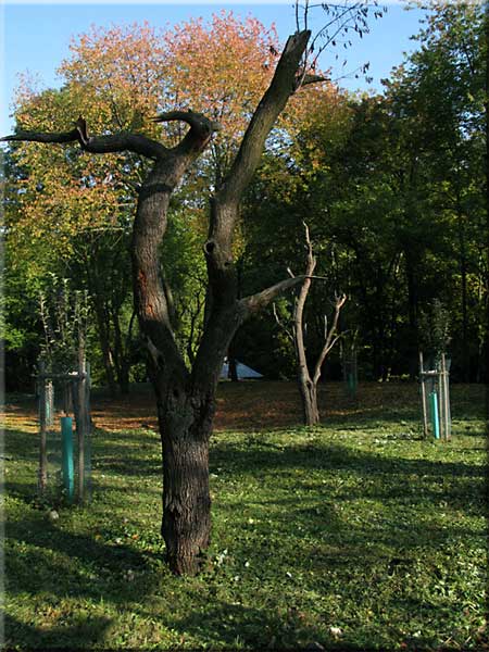 Torza stromů symbolizují původní spon