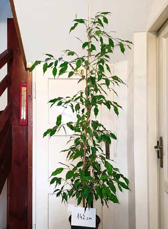 Fíkovník drobnolistý - benjamin