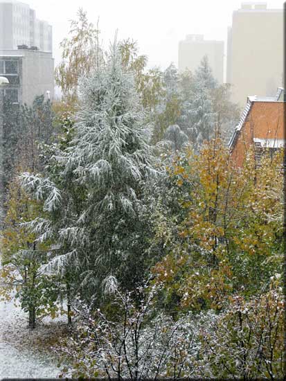 Zelené modříny pod sněhem v ulici Družicová.